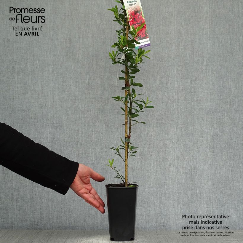 Example of Pyracantha coccinea Red Star - Vuurdoorn Pot van 2 l/3 l as you get in printemps