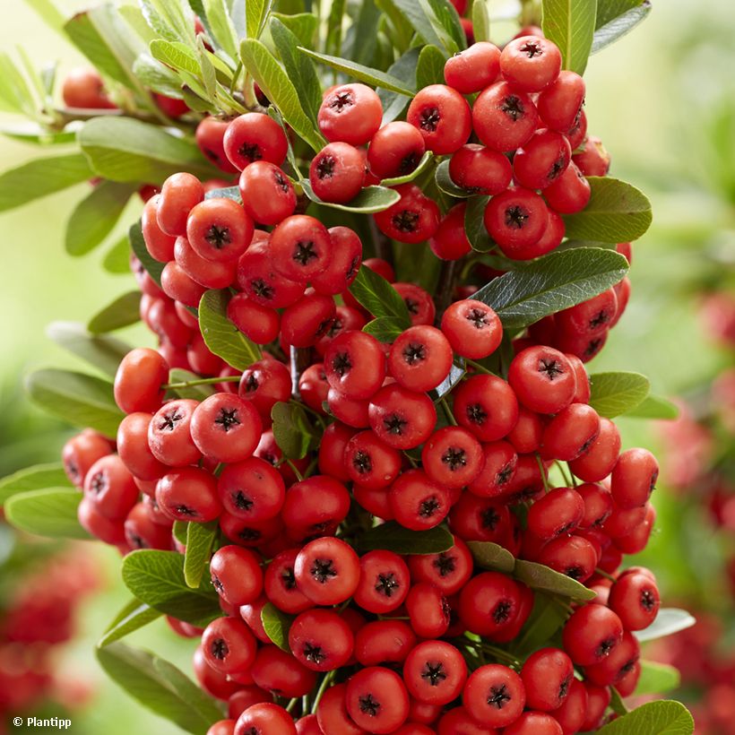 Pyracantha coccinea Red Star - Vuurdoorn (Harvest)