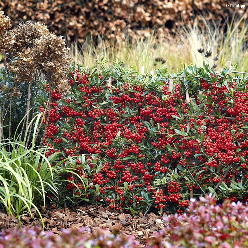 Pyracantha coccinea Red Star - Vuurdoorn (Plant habit)
