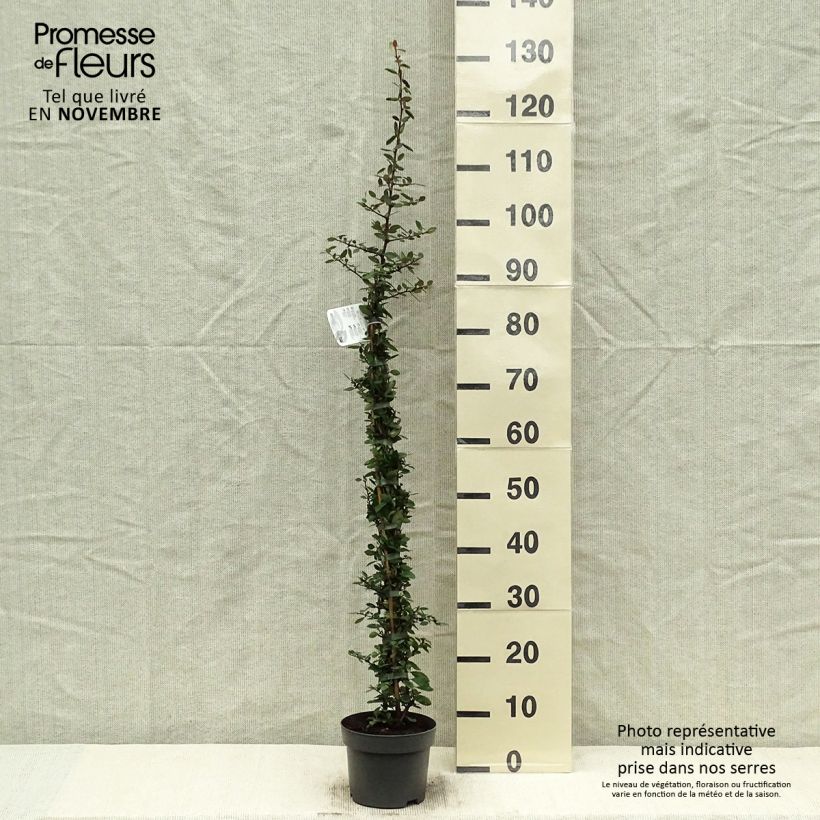 Exemplaar van Pyracantha coccinea Red Column - Vuurdoorn Pot van 2 l/3 l zoals geleverd in de herfst