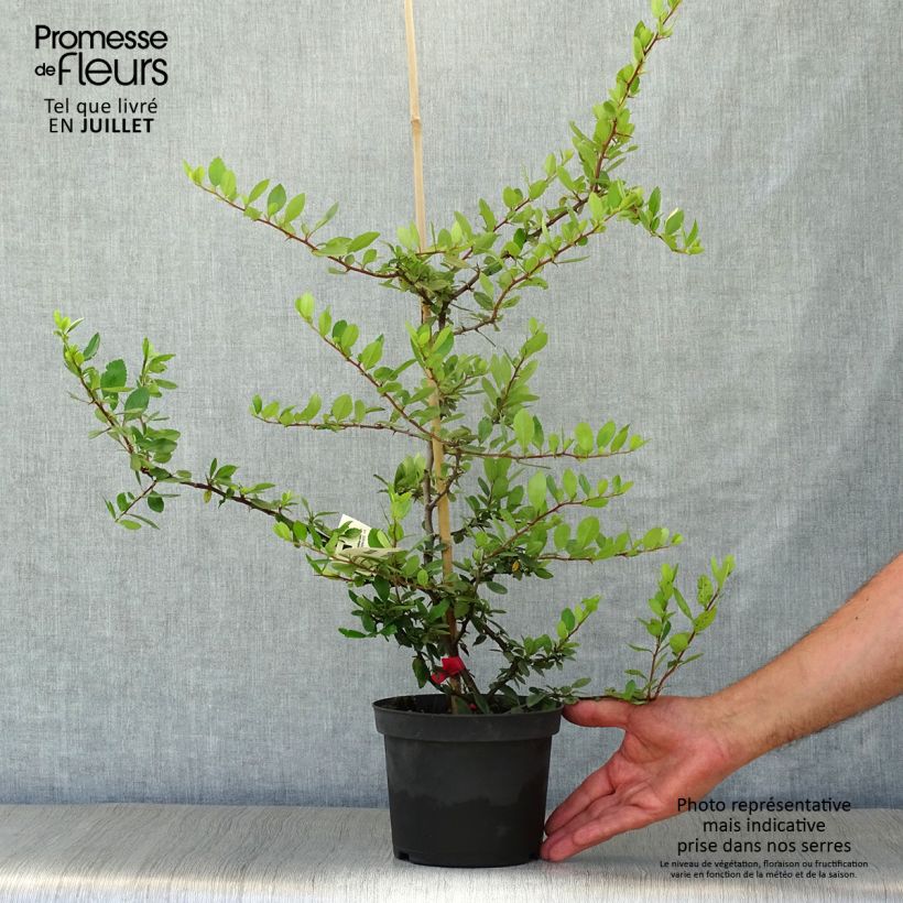 Exemplaar van Pyracantha coccinea Red Column - Vuurdoorn Pot van 2 l/3 l zoals geleverd in de zomer