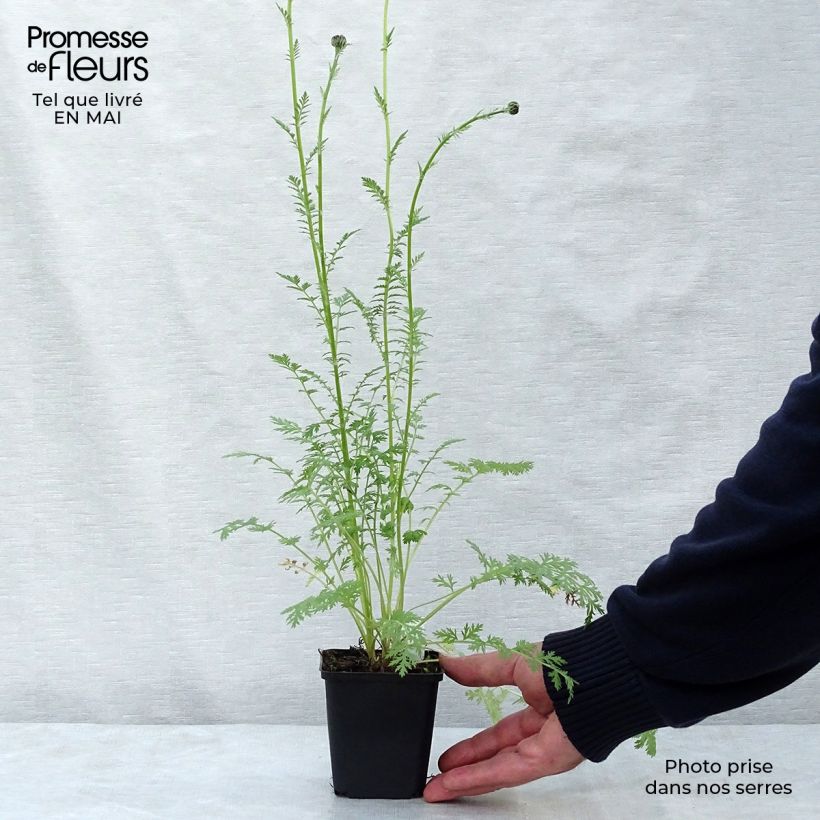 Example of Tanacetum coccineum Robinson - Perzische margriet Kweekpotje van 8/9 cm as you get in printemps