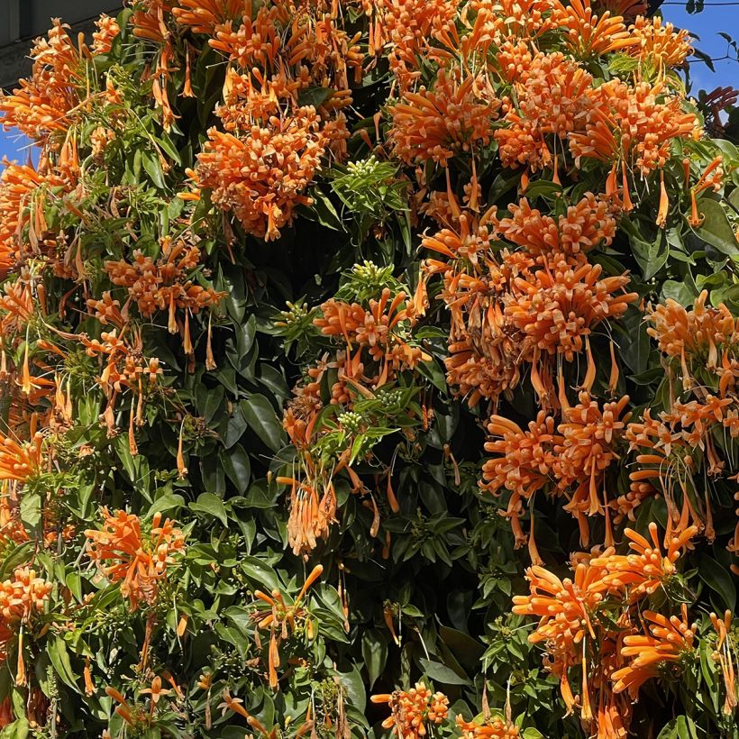 Pyrostegia venusta - Vlamtrompet (Plant habit)