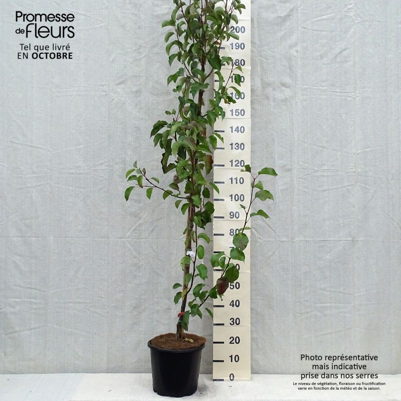 Exemplaar van Pyrus calleryana Chanticleer - Sierpeer Pot van 12 l/15 l zoals geleverd in de herfst