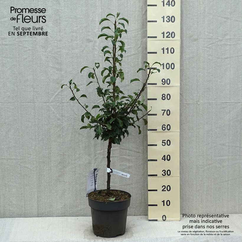 Exemplaar van Dwergperenboom  Louisa Pot van 7,5 l/10 l, Kwartstam zoals geleverd in de herfst
