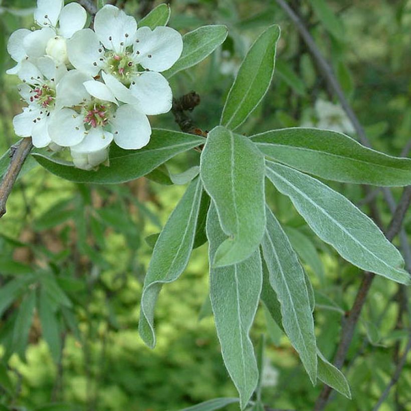 Pyrus salicifolia Pendula - Wilgbladige peer (Blad)