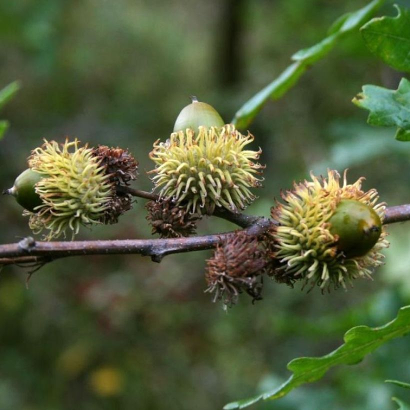 Quercus cerris - Moseik (Harvest)