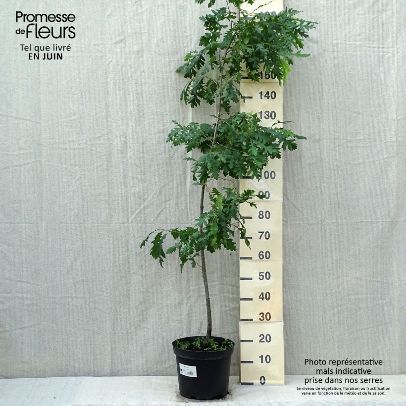 Example of Quercus cerris - Moseik Pot van 7,5 l/10 l as you get in printemps