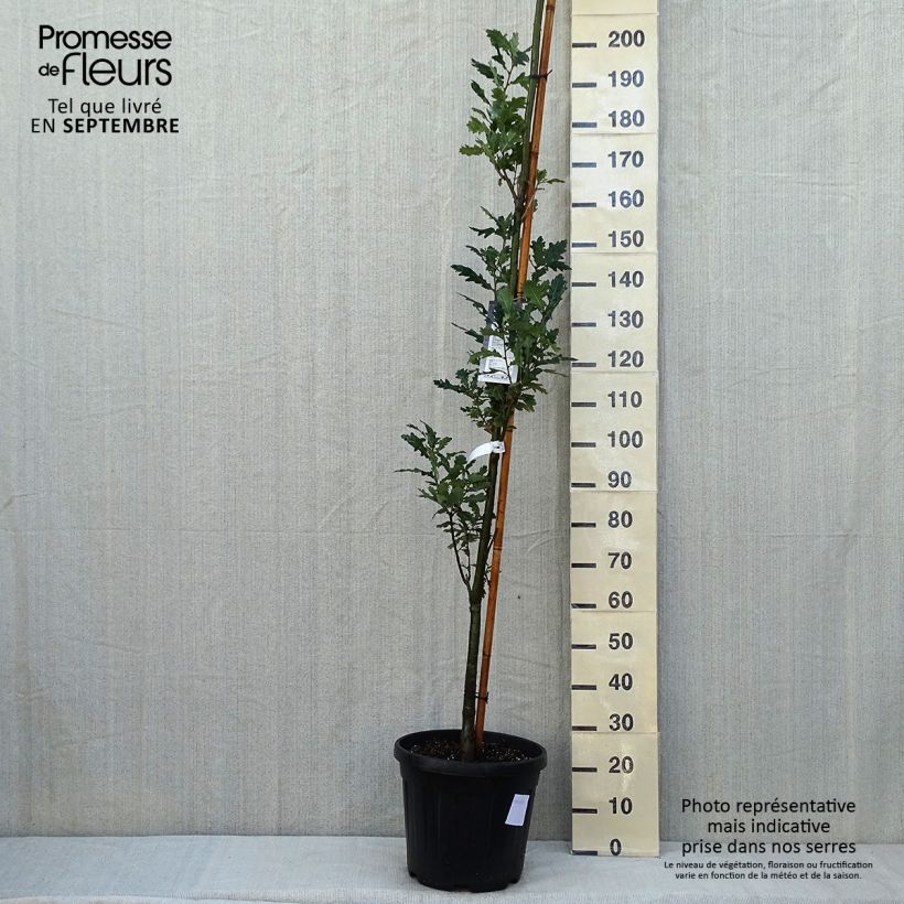 Exemplaar van Quercus robur Fastigiata Koster - Zomereik Pot van 20 l/25 l zoals geleverd in de zomer
