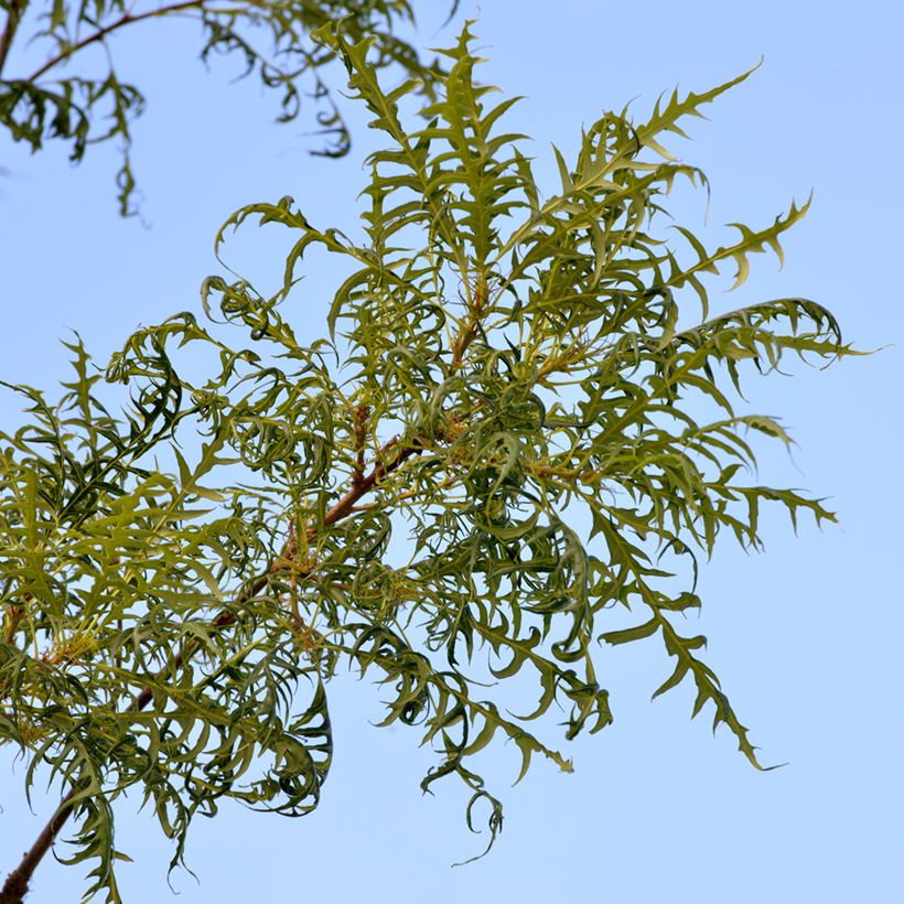 Quercus robur Pectinata - Zomereik (Blad)