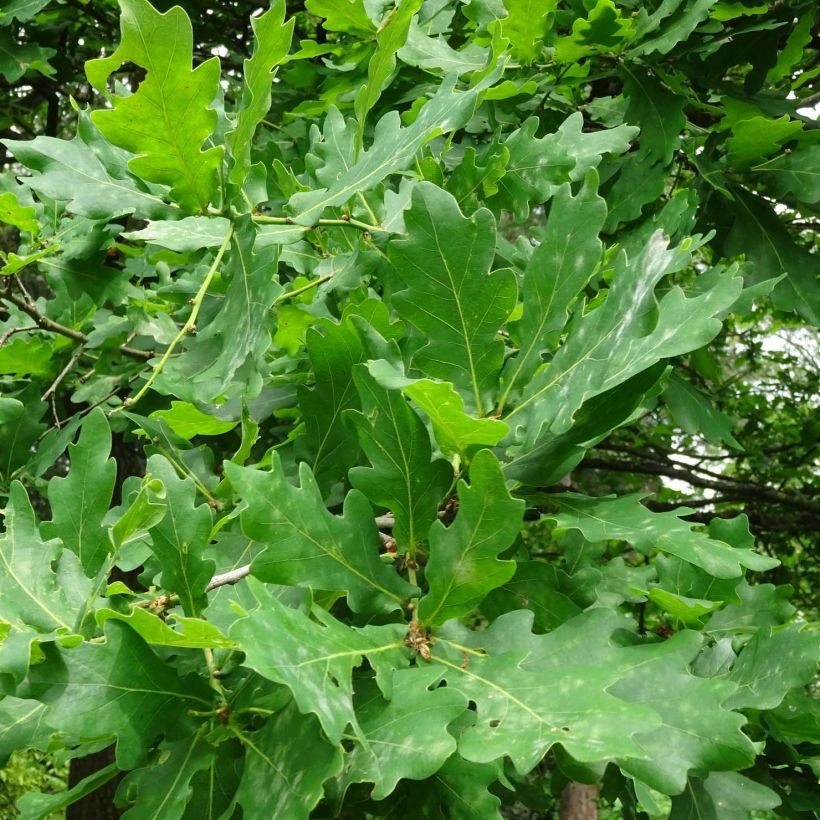 Quercus robur - Zomereik (Blad)