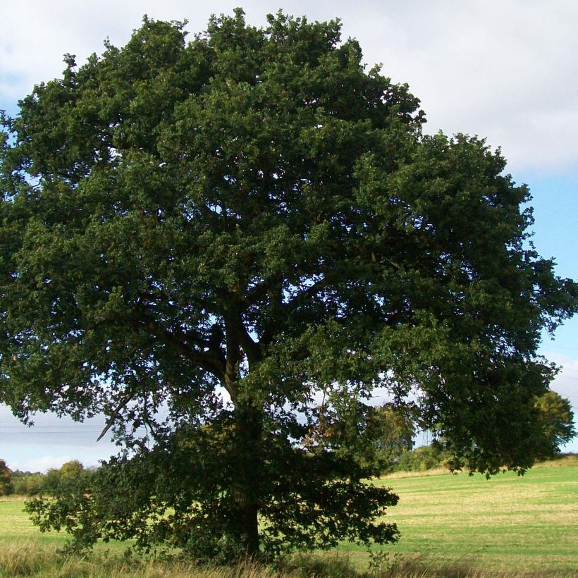 Quercus robur - Zomereik (Groeiplaats)