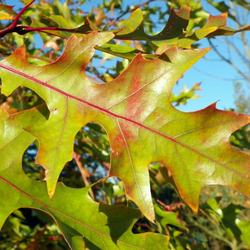 Quercus rubra - Amerikaanse eik (Foliage)