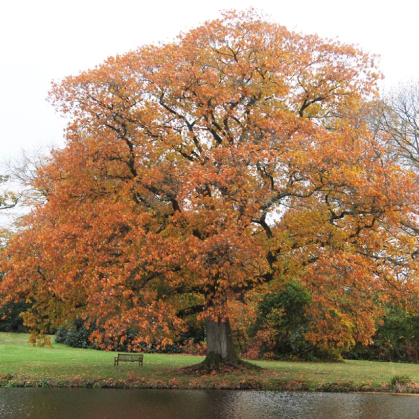 Quercus rubra - Amerikaanse eik (Plant habit)