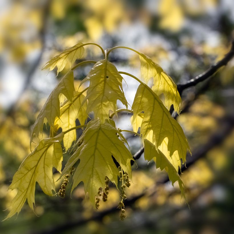 Quercus rubra Aurea - Amerikaanse eik (Blad)