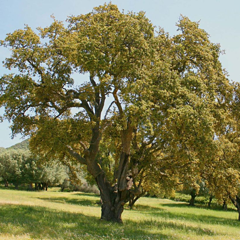 Quercus suber - Kurkeik (Plant habit)