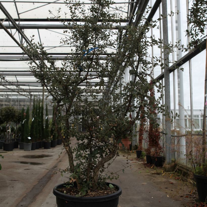Example of Quercus suber - Kurkeik Pot van 70 l/75 l, Struikvormige boom as you get in printemps