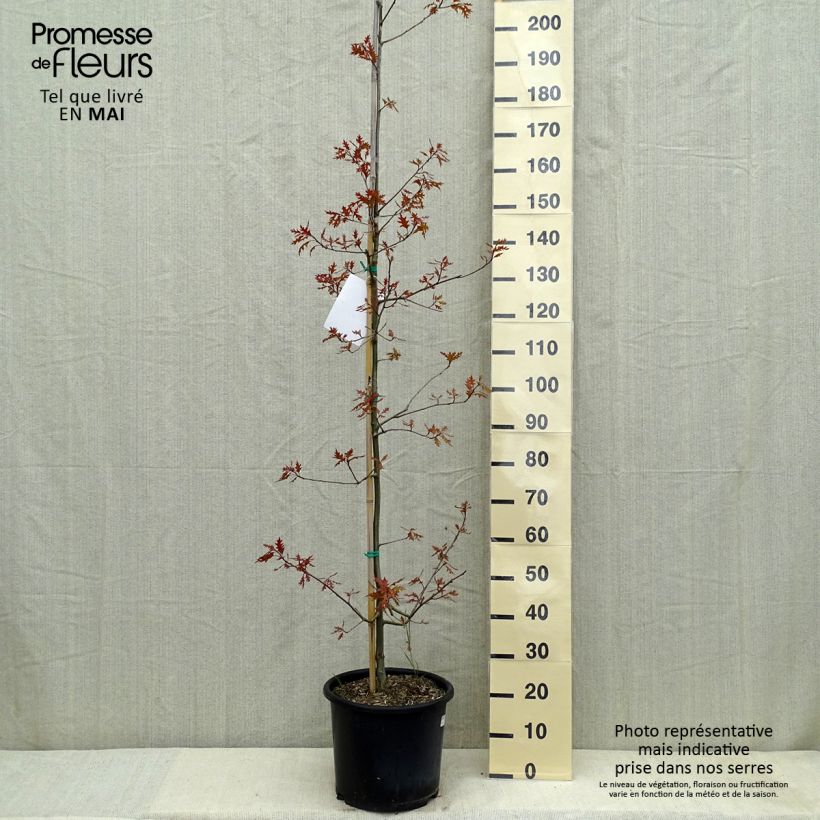 Exemplaar van Quercus texana New Madrid - Texaanse eik Pot van 7,5 l/10 l zoals geleverd in de lente