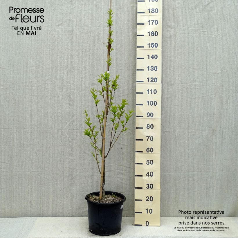 Example of Quercus warei Windcandle - Zuileik Pot van 12 l/15 l as you get in printemps