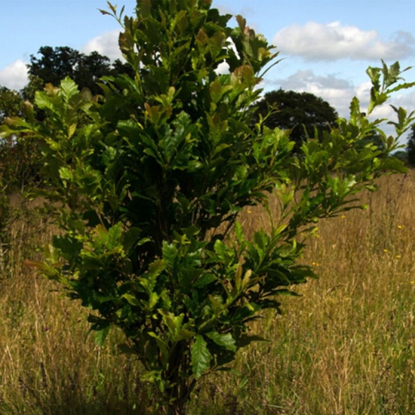 Quercus warei Windcandle - Zuileik (Plant habit)