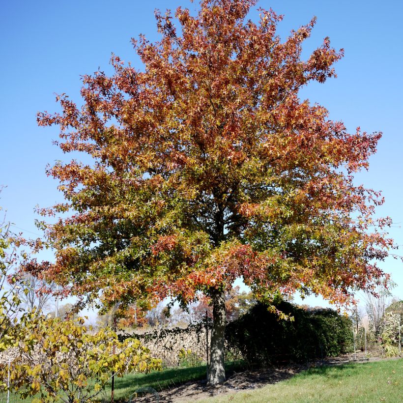 Quercus palustris - Moeraseik (Plant habit)