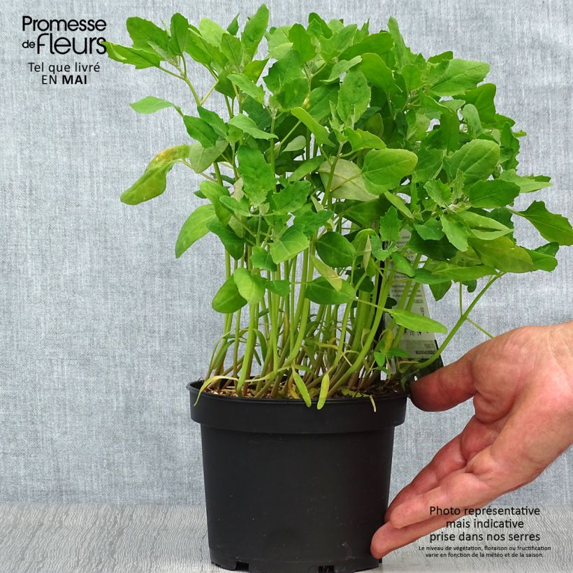 Exemplaar van Quinoa - Chenopodium quinoa Pot van 1,5 l/2 l zoals geleverd in de lente