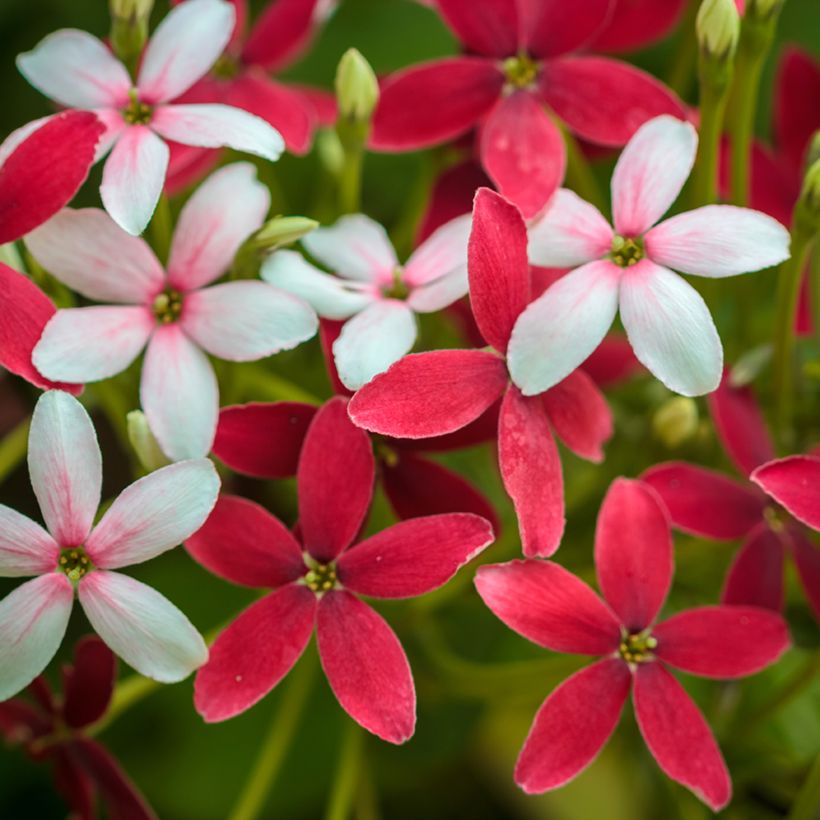 Quisqualis indica (Bloei)