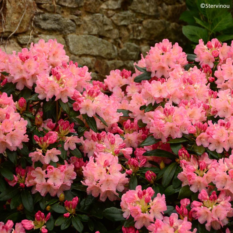 Rhododendron Percy Wiseman - Dwergrododendron (Flowering)