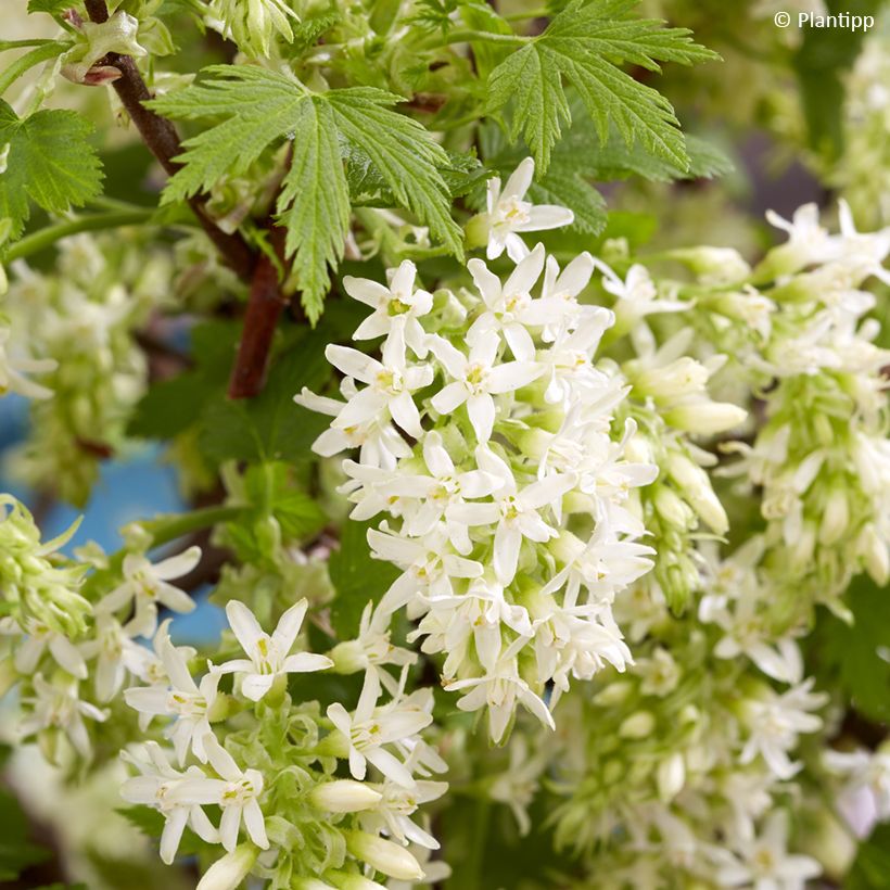 Ribes sanguineum Oregon Snowflake - Rode ribes (Bloei)