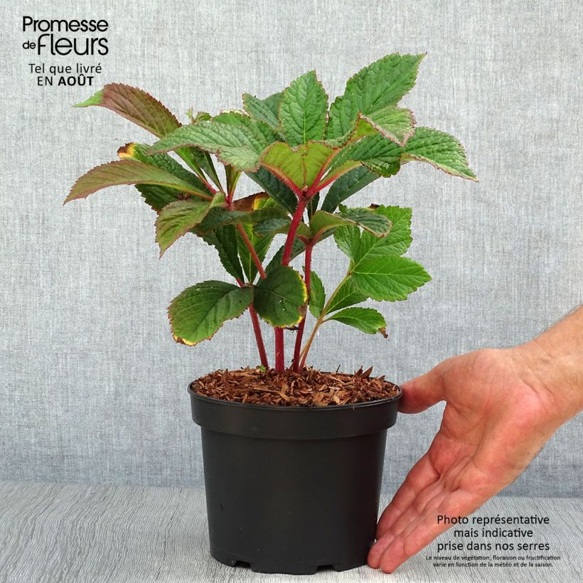 Exemplaar van Rodgersia pinnata Bronze Peacock - Schout-bij-nacht Pot van 2 l/3 l zoals geleverd in de zomer