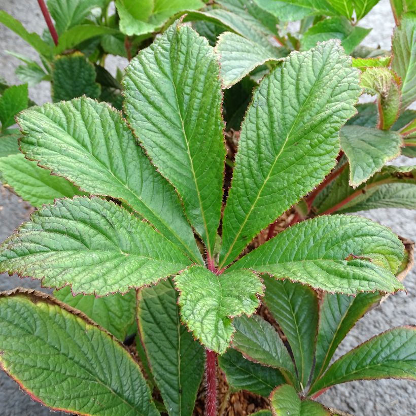 Rodgersia pinnata Bronze Peacock - Schout-bij-nacht (Blad)