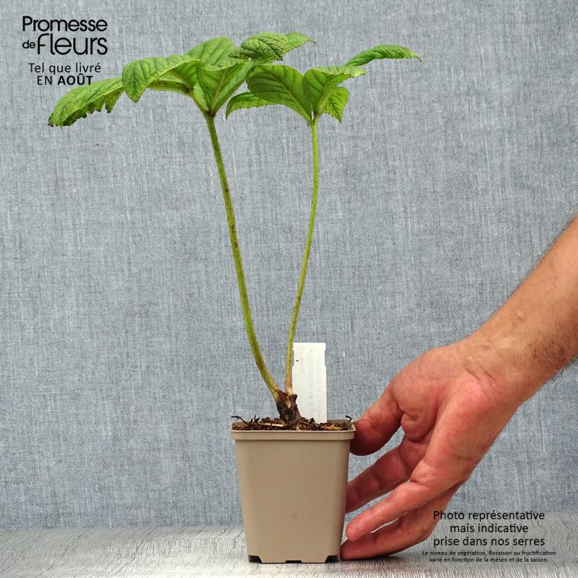 Exemplaar van Rodgersia La Blanche - Schout-bij-nacht Kweekpotje van 8/9 cm zoals geleverd in de zomer