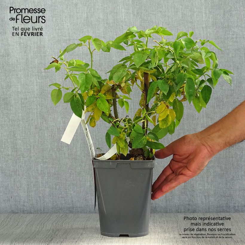 Exemplaar van Rosa Henri Delbard - Grootbloemige roos Pot van 3 l/4 l zoals geleverd in de herfst