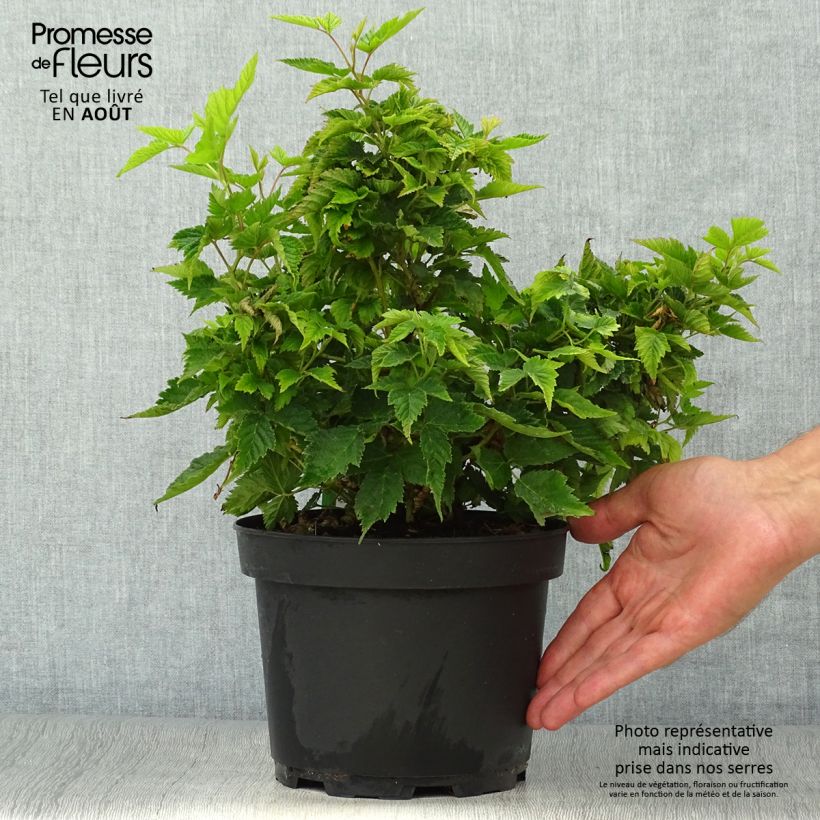Exemplaar van Rubus spectabilis Olympic Double - Prachtframboos Pot van 3 l/4 l zoals geleverd in de zomer