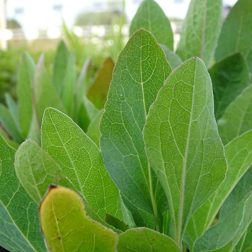 Rudbeckia Green Wizard - Zonnehoed (Blad)