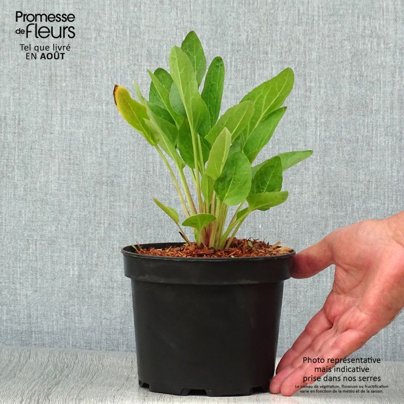 Exemplaar van Rudbeckia Green Wizard - Zonnehoed Pot van 2 l/3 l zoals geleverd in de zomer