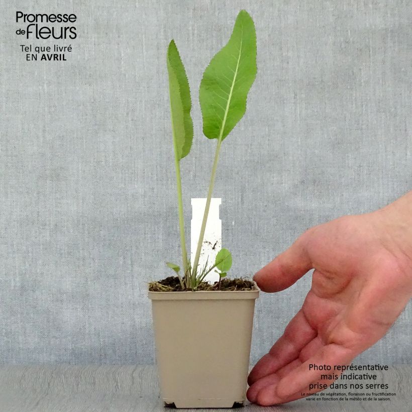 Exemplaar van Mierik - Armoracia rusticana Kweekpotje van 7/8 cm zoals geleverd in de lente