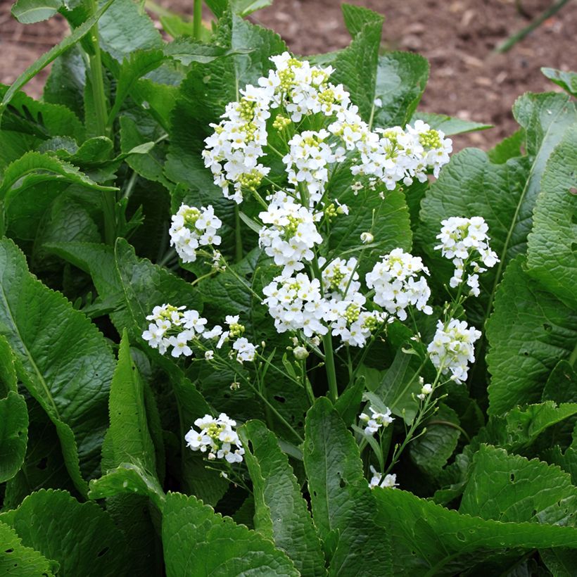 Mierik - Armoracia rusticana (Bloei)