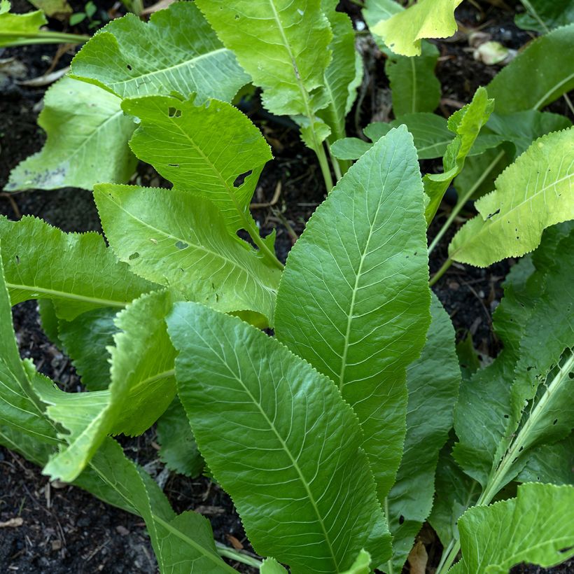Mierik - Armoracia rusticana (zaad) (Blad)