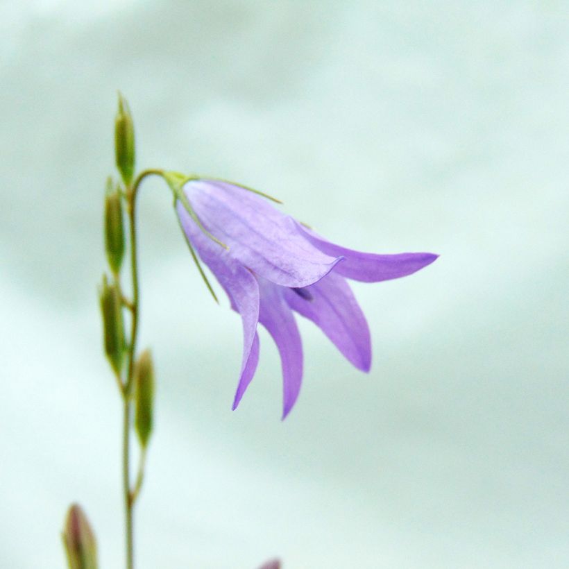 Rapunzelklokje - Campanula rapunculus (Bloei)