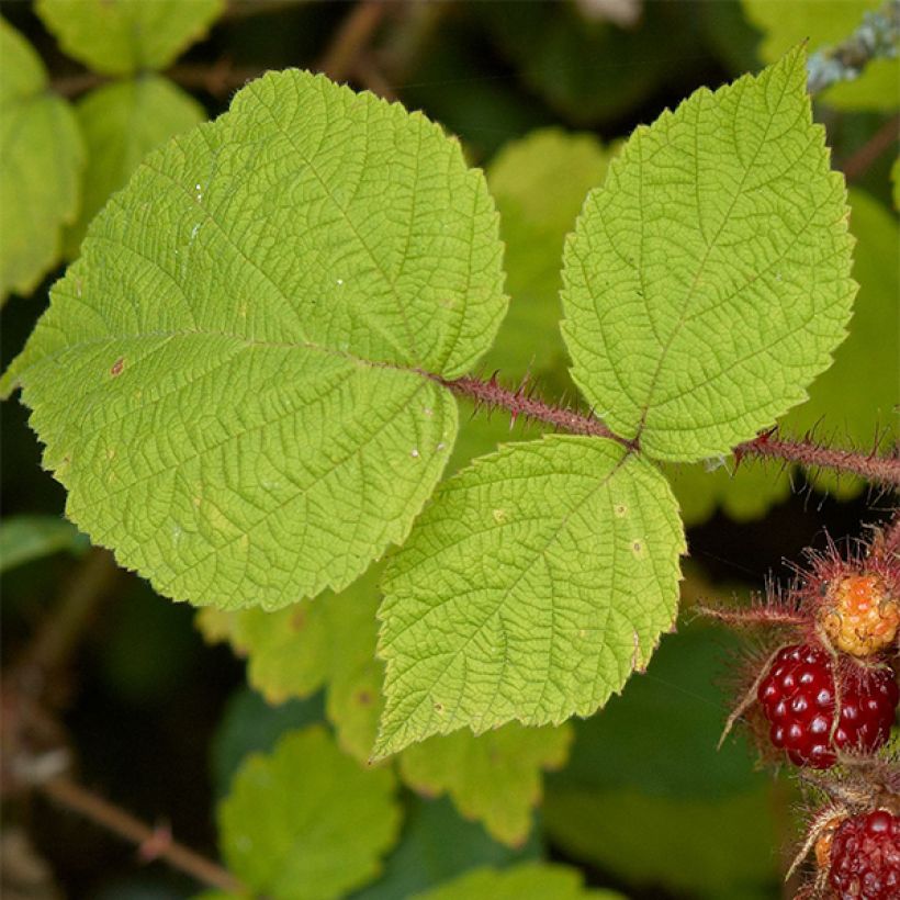 Japanse wijnbes - Rubus phoenicolasius (Blad)