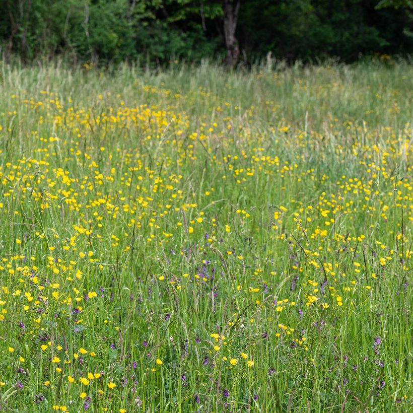 Ranunculus acris - Scherpe boterbloem (Groeiplaats)