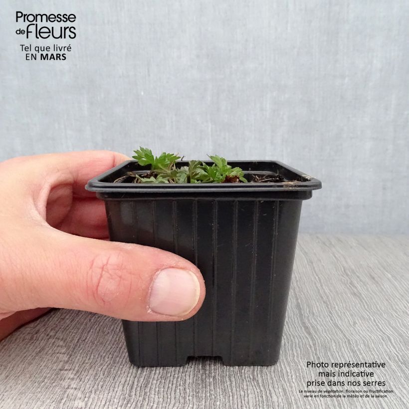 Exemplaar van Ranunculus acris - Scherpe boterbloem Kweekpotje van 7/8 cm zoals geleverd in de lente