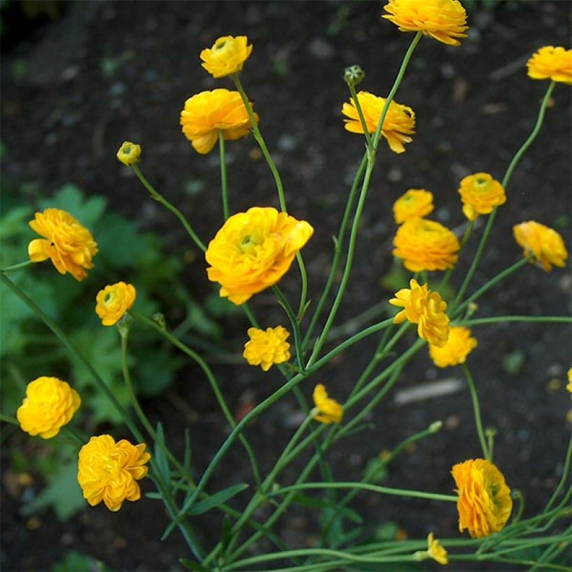 Ranunculus acris Multiplex - Scherpe boterbloem (Groeiplaats)