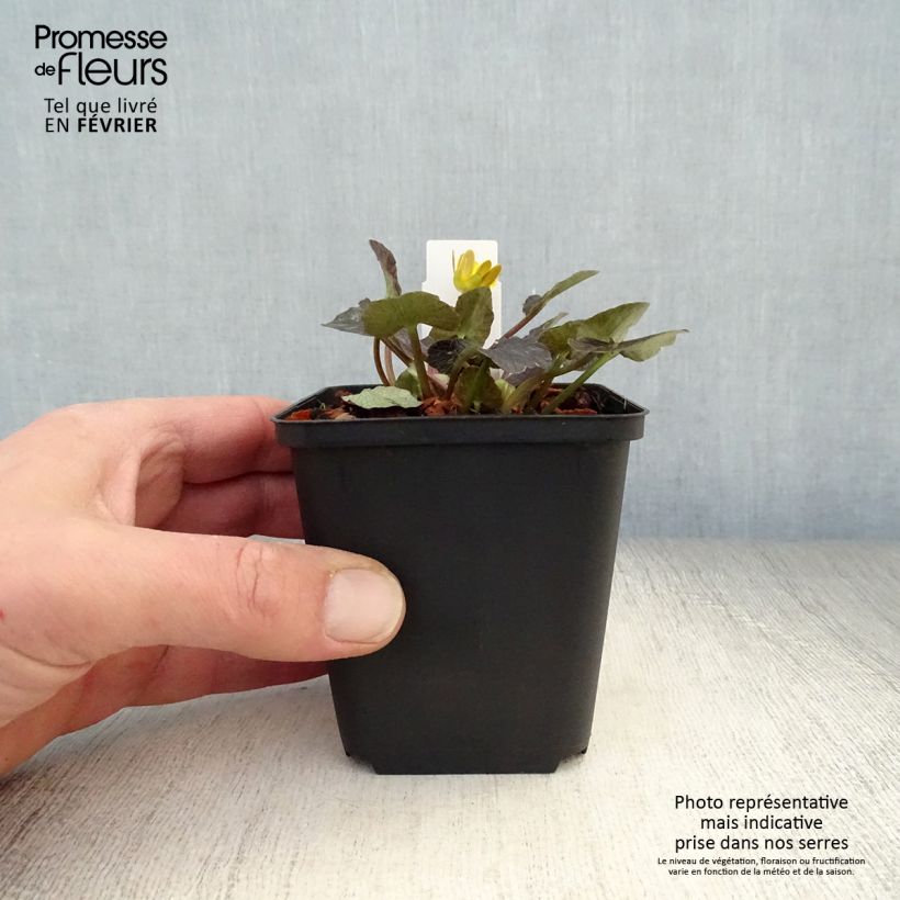 Exemplaar van Ranunculus ficaria Brazen Hussy - Speenkruid Kweekpotje van 8/9 cm zoals geleverd in de winter