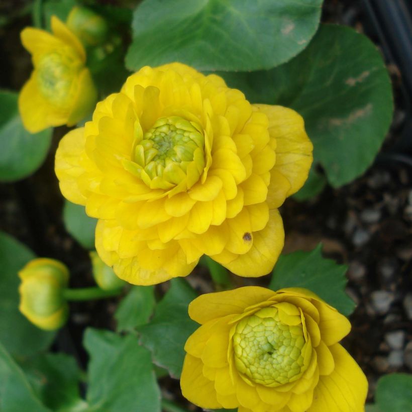 Ranunculus ficaria Flore Pleno - Speenkruid (Bloei)