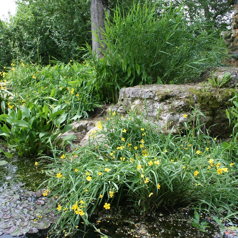 Ranunculus flammula - Egelboterbloem (Groeiplaats)