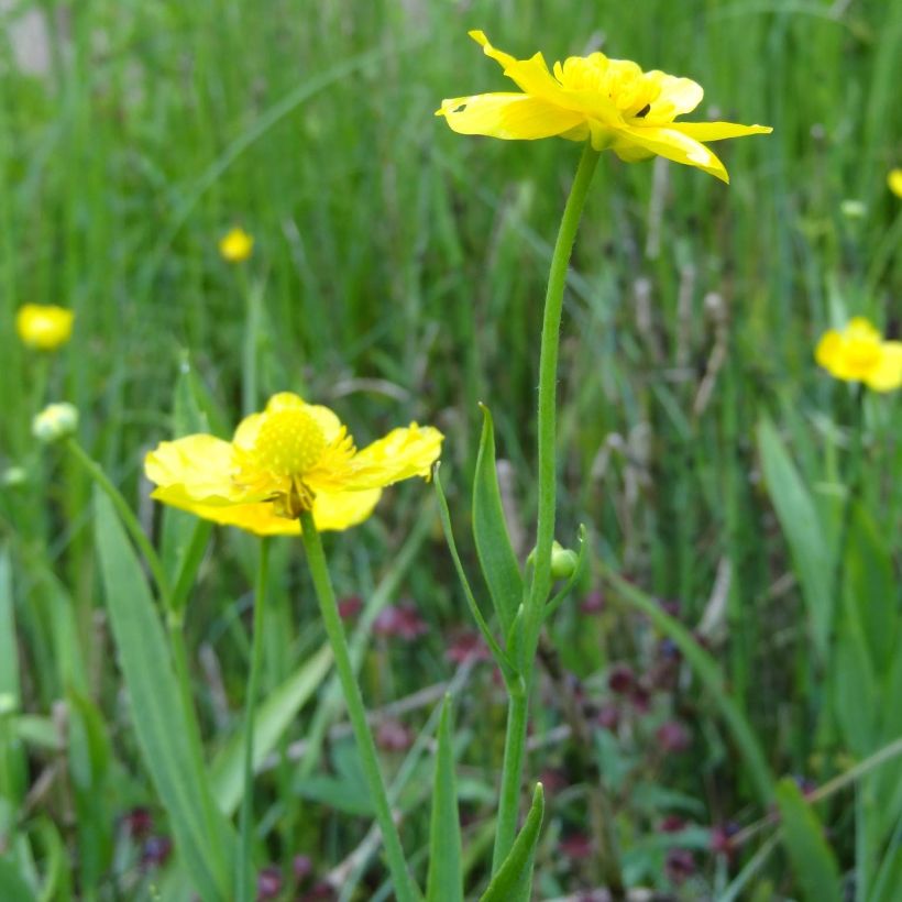 Ranunculus lingua - Grote boterbloem (Bloei)