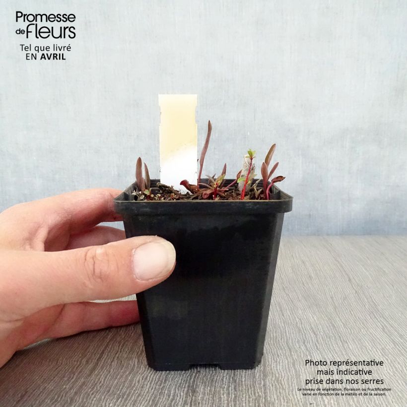 Exemplaar van Ranunculus lingua - Grote boterbloem Kweekpotje van 8/9 cm zoals geleverd in de lente