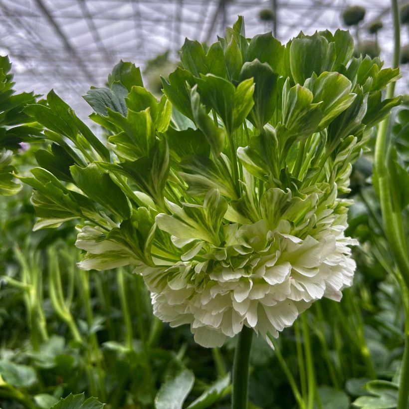 Ranunculus asiaticus Crown Giverny - Perzische ranonkel (Bloei)